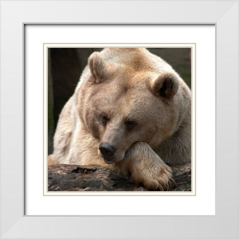 Bear Thoughts White Modern Wood Framed Art Print with Double Matting by Delimont, Danita