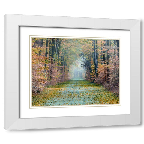 Enchanted Path White Modern Wood Framed Art Print with Double Matting by Delimont, Danita