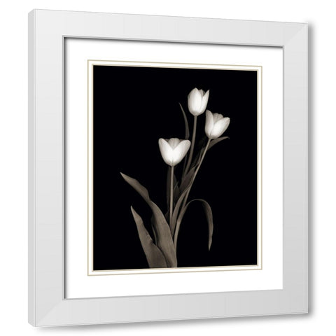 Tulip Pose I White Modern Wood Framed Art Print with Double Matting by Delimont, Danita