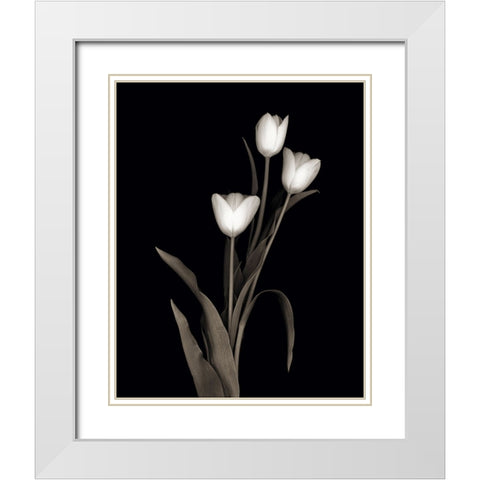 Tulip Pose I White Modern Wood Framed Art Print with Double Matting by Delimont, Danita