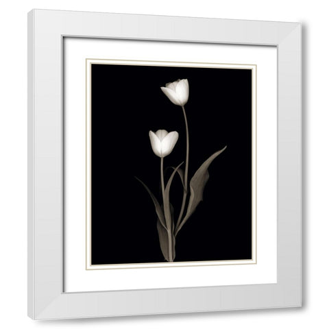Tulip Pose II White Modern Wood Framed Art Print with Double Matting by Delimont, Danita