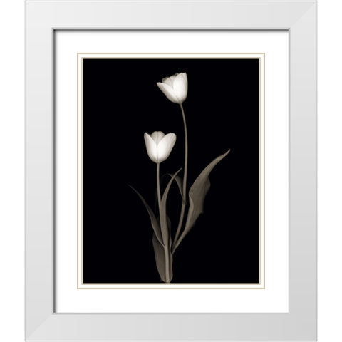 Tulip Pose II White Modern Wood Framed Art Print with Double Matting by Delimont, Danita