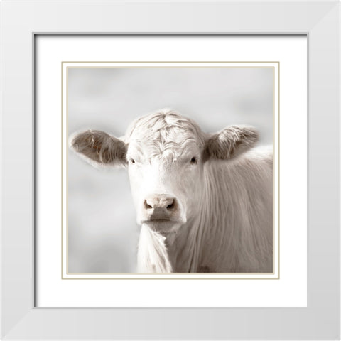 Soft Cow Grazing White Modern Wood Framed Art Print with Double Matting by Delimont, Danita