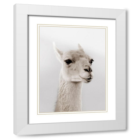 Soft Llama White Modern Wood Framed Art Print with Double Matting by Delimont, Danita