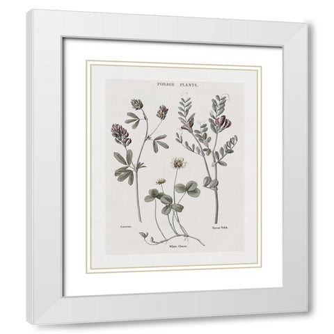 Multi Botanical I White Modern Wood Framed Art Print with Double Matting by Donovan, Kelly