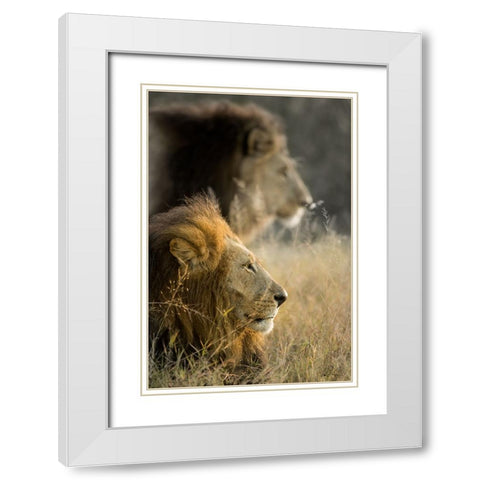 Lions in Morning White Modern Wood Framed Art Print with Double Matting by Delimont, Danita