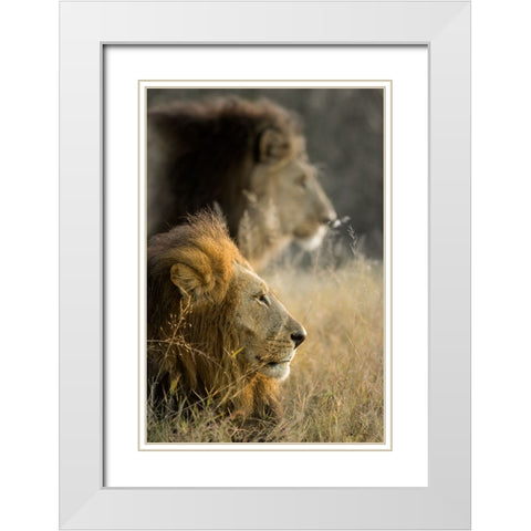 Lions in Morning White Modern Wood Framed Art Print with Double Matting by Delimont, Danita