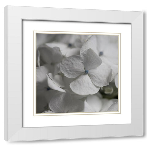 Hydrangea I White Modern Wood Framed Art Print with Double Matting by Robinson, Carol