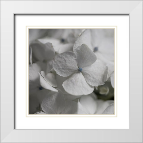 Hydrangea I White Modern Wood Framed Art Print with Double Matting by Robinson, Carol