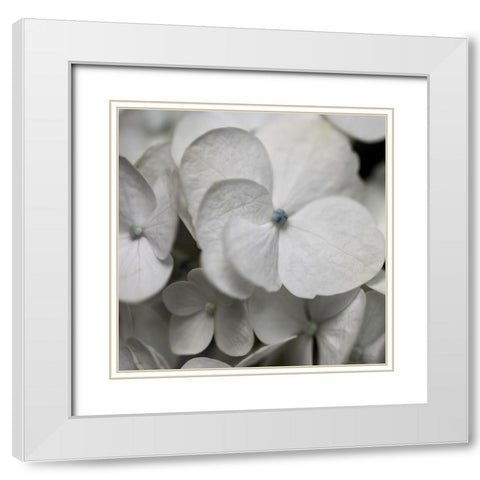 Hydrangea II White Modern Wood Framed Art Print with Double Matting by Robinson, Carol