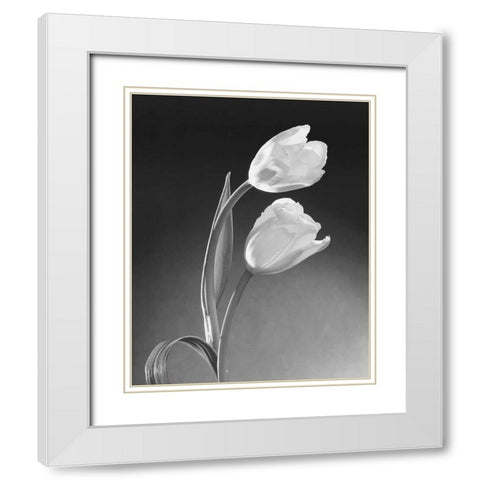 Tulip Duo White Modern Wood Framed Art Print with Double Matting by Stefanich, Dick and Diane