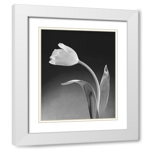 Solo Tulip White Modern Wood Framed Art Print with Double Matting by Stefanich, Dick and Diane