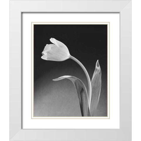 Solo Tulip White Modern Wood Framed Art Print with Double Matting by Stefanich, Dick and Diane