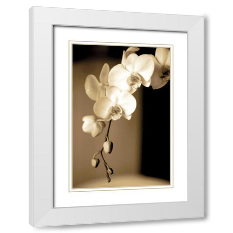 Exotic Blooms White Modern Wood Framed Art Print with Double Matting by Ryan, Cinzia