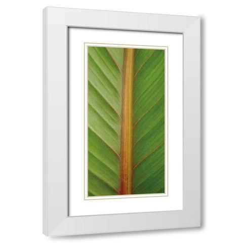 Verdant Trio II White Modern Wood Framed Art Print with Double Matting by Maihara/Watt, Jeff/Boyce