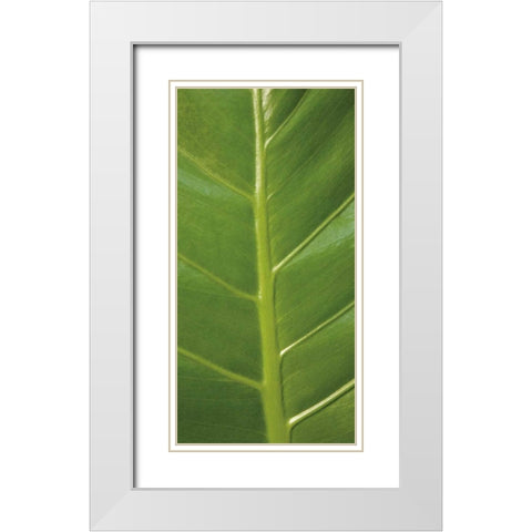 Verdant Trio III White Modern Wood Framed Art Print with Double Matting by Maihara/Watt, Jeff/Boyce