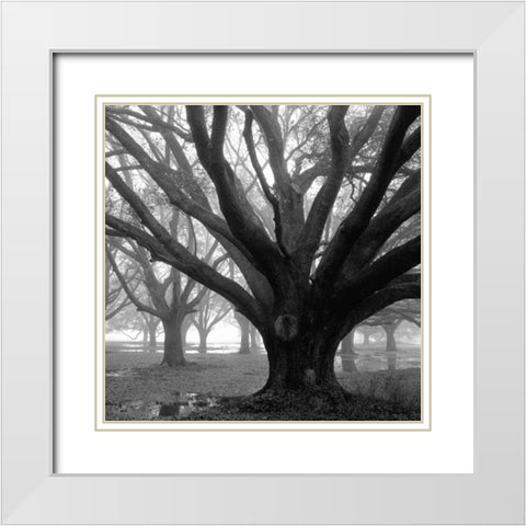Oak Grove, Winter White Modern Wood Framed Art Print with Double Matting by Guion, William