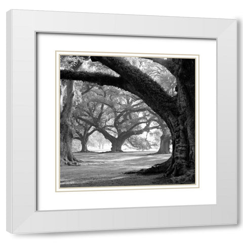 Oak Alley, West Row White Modern Wood Framed Art Print with Double Matting by Guion, William