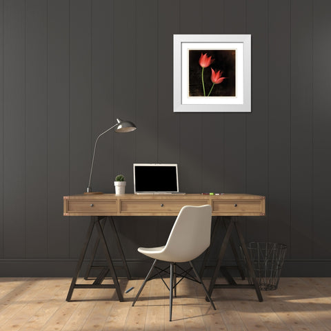 Species Tulips White Modern Wood Framed Art Print with Double Matting by Filler, Rick