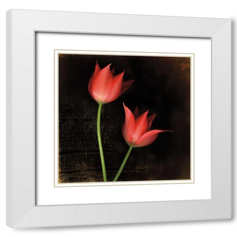 Species Tulips White Modern Wood Framed Art Print with Double Matting by Filler, Rick