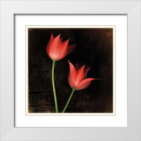 Species Tulips White Modern Wood Framed Art Print with Double Matting by Filler, Rick