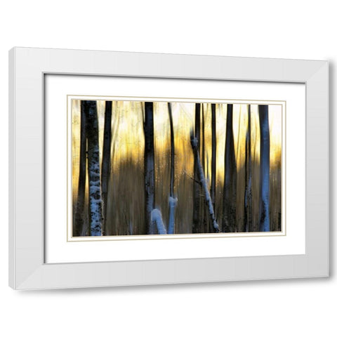 The Forest at Dawn White Modern Wood Framed Art Print with Double Matting by Pelkey, Marvin