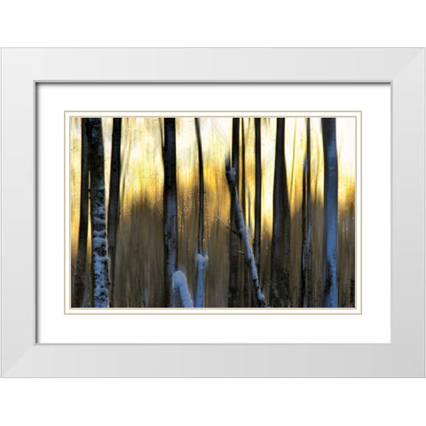 The Forest at Dawn White Modern Wood Framed Art Print with Double Matting by Pelkey, Marvin
