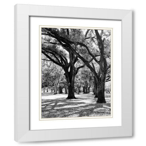Oak Tree Study White Modern Wood Framed Art Print with Double Matting by Maihara/Watt, Jeff/Boyce