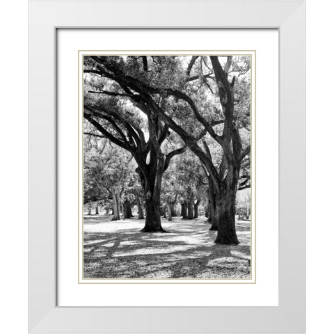 Oak Tree Study White Modern Wood Framed Art Print with Double Matting by Maihara/Watt, Jeff/Boyce