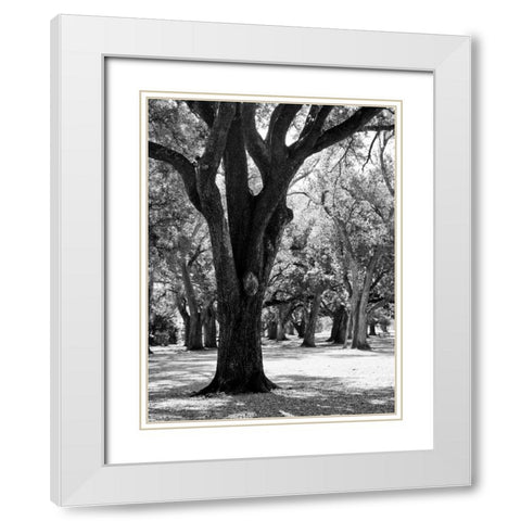 Oak Tree Study White Modern Wood Framed Art Print with Double Matting by Maihara/Watt, Jeff/Boyce