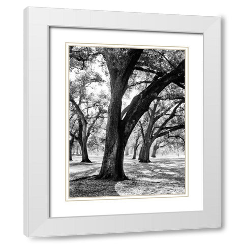 Oak Tree Study White Modern Wood Framed Art Print with Double Matting by Maihara/Watt, Jeff/Boyce