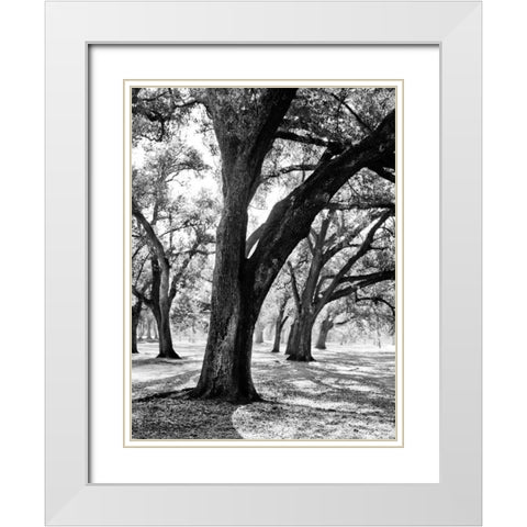 Oak Tree Study White Modern Wood Framed Art Print with Double Matting by Maihara/Watt, Jeff/Boyce