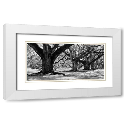Majestic Oaks I White Modern Wood Framed Art Print with Double Matting by Maihara, Jeff