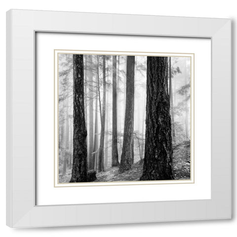 Capilano Forest White Modern Wood Framed Art Print with Double Matting by LSH