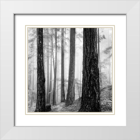 Capilano Forest White Modern Wood Framed Art Print with Double Matting by LSH