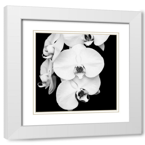 Orchid Portrait I White Modern Wood Framed Art Print with Double Matting by Maihara, Jeff