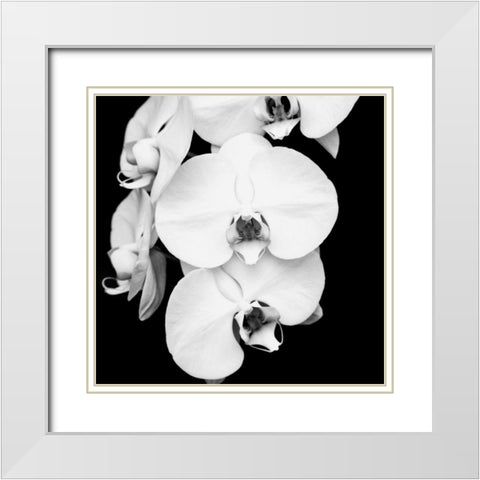 Orchid Portrait I White Modern Wood Framed Art Print with Double Matting by Maihara, Jeff