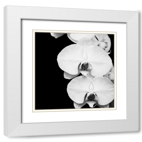 Orchid Portrait II White Modern Wood Framed Art Print with Double Matting by Maihara, Jeff
