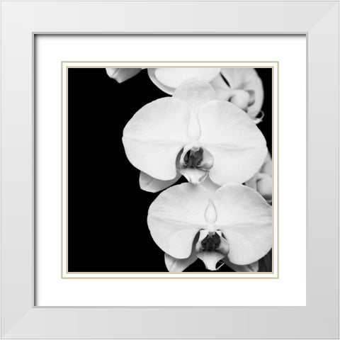 Orchid Portrait II White Modern Wood Framed Art Print with Double Matting by Maihara, Jeff