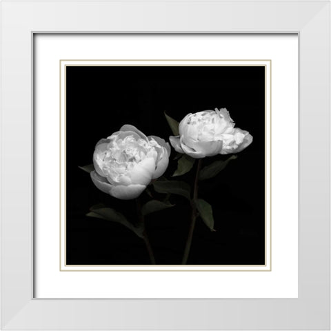 Peony Perfection I White Modern Wood Framed Art Print with Double Matting by Maihara, Jeff