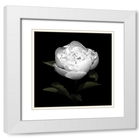 Peony Perfection II White Modern Wood Framed Art Print with Double Matting by Maihara, Jeff