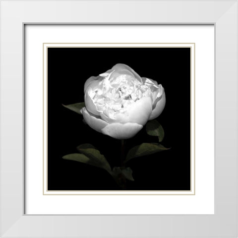 Peony Perfection II White Modern Wood Framed Art Print with Double Matting by Maihara, Jeff