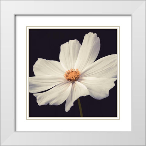 Cosmos II White Modern Wood Framed Art Print with Double Matting by Frank, Assaf