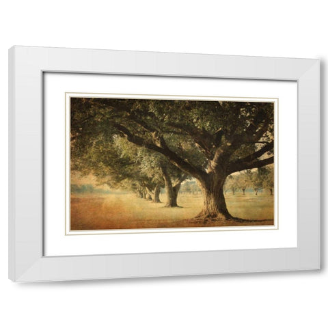 Island Oak White Modern Wood Framed Art Print with Double Matting by Guion, William