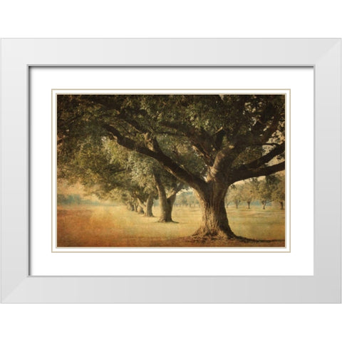 Island Oak White Modern Wood Framed Art Print with Double Matting by Guion, William
