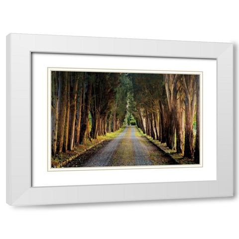 Tree Tunnel White Modern Wood Framed Art Print with Double Matting by Cahill, Michael