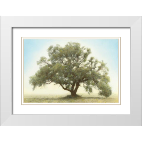 Oak and Blue Sky White Modern Wood Framed Art Print with Double Matting by Guion, William