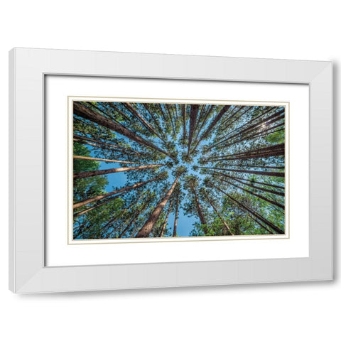Up White Modern Wood Framed Art Print with Double Matting by Bellyk, Daniel J.