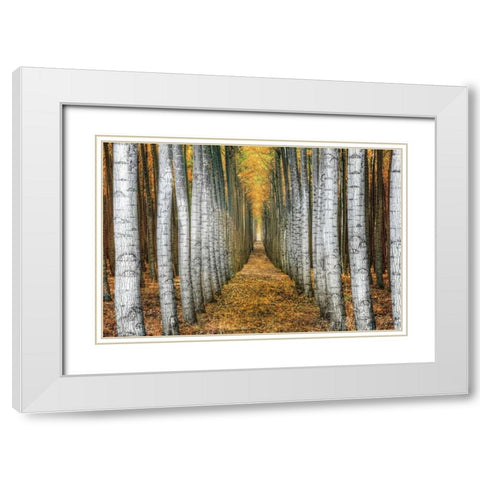 Tree Farm White Modern Wood Framed Art Print with Double Matting by Cahill, Michael