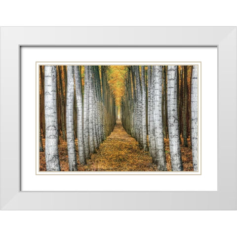 Tree Farm White Modern Wood Framed Art Print with Double Matting by Cahill, Michael